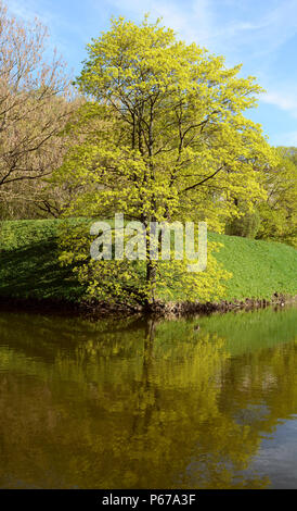 Hohen Baum mit neuen grünen Laub ist in einem Teich unten in Tallinn, Estland an einem strahlenden Frühlingstag wider Stockfoto