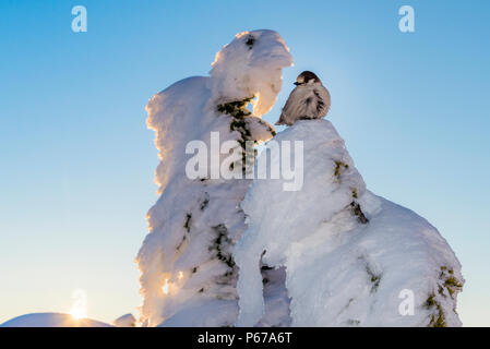 Grau Jay auf verschneiter Baum, Sonnenuntergang, Winter, Mount Seymour Provincial Park, N. Vancouver, British Columbia, Kanada Stockfoto