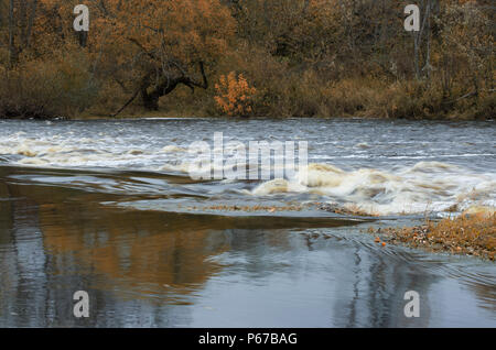 Rapid River fließt und die verblasste braunes Holz an der Küste späten Herbst Stockfoto