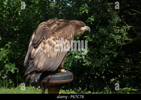 Kinder weiße Seeadler. Haliaeetus albicilla gefangen. Großbritannien Stockfoto