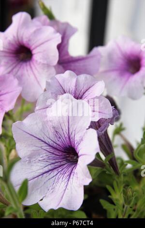 Ziemlich Violett Petunie Stockfoto