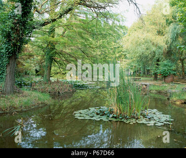 Ansicht des pflanzlichen Lebens wachsen neben einem See Stockfoto