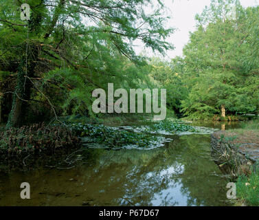 Ansicht des pflanzlichen Lebens wachsen neben einem See Stockfoto