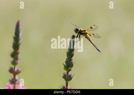Libellula quadrimaculata, die Libelle auch als 4-Chaser beschmutzt, hocken auf einer Anlage, Seitenansicht, westlich von Deutschland Stockfoto