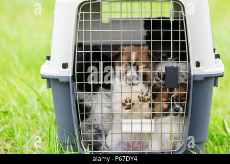 Cute Elo Welpen sitzen in einem PET-Träger Stockfoto