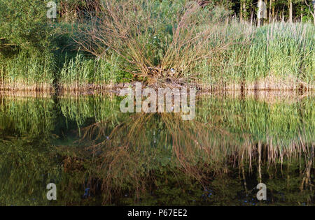 Ufer mit Schilf bewachsen, schöne Reflexion der Küstengebiete Pflanzen Stockfoto