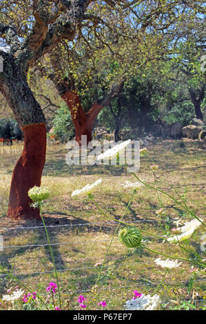 Korkeichen bellen in Sardinien Landschaft Stockfoto