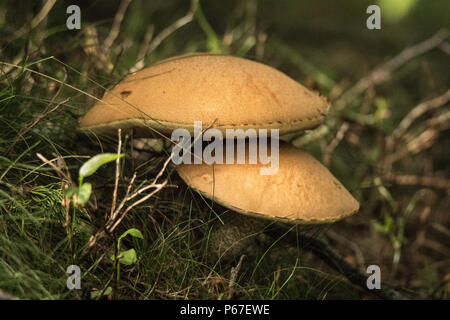 Fungo Porcino Champignons Funghi Porcini Boletus Edulis Pilze Pilze essen essbare wild natürliche Mykologie Stockfoto