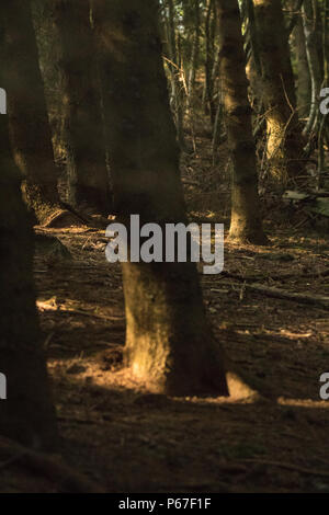Morgen Licht im Wald Stockfoto