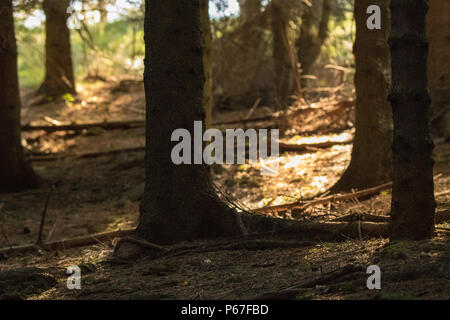 Morgen Licht im Wald Stockfoto