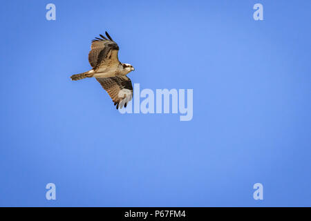 Fischadler (Pandion haliaetus) im Flug über Lake Hefner in Oklahoma City Stockfoto
