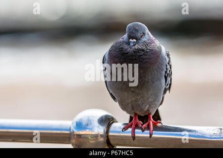 Eine taube schläft auf einen Handlauf. Stockfoto