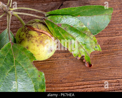 Ernsthaft krank apple tree. Früchte Braun und Split, gelbe Flecken auf den Blättern. Schorf.. Stockfoto