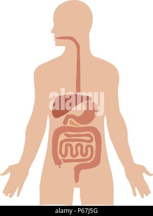 Die inneren Organe des Menschen. Vector Illustration. Isoliert weißer Hintergrund Stock Vektor