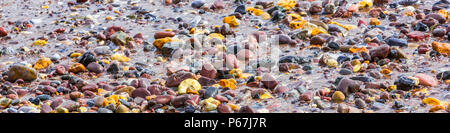 Mehrfarbige ziemlich Kieselsteine mit einem UK Strand in Devon. Stockfoto