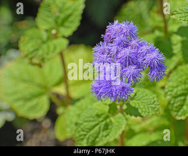 Nahaufnahme von lila Blüte mit grünen Blättern im Garten Stockfoto