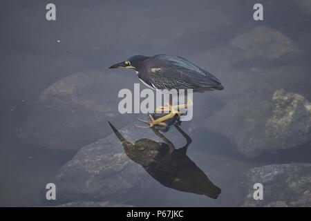 Mindestens Rohrdommel (Ixobrychus exilis) oder grün Heron (Butorides Virescens) ped auf Felsen bereit zum Streik, Angeln für kleine Fische in der Marina in Puerto Vallar Stockfoto