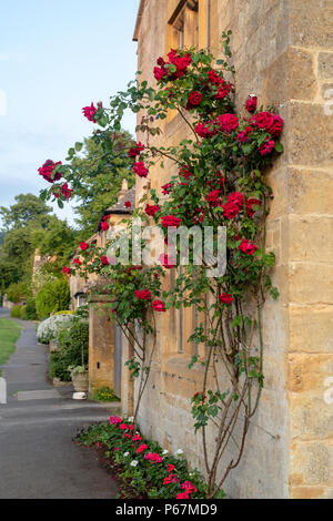 Rote Rosen außerhalb einer Cotswold Stone House im Sommer. Broadway Cotswolds, Worcestershire, England Stockfoto