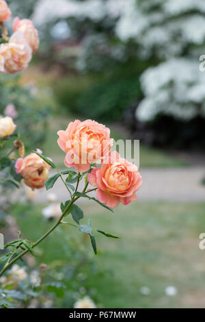 Rosa 'Lady von Shalott '/Ausnyson. Englisch Strauch Rose 'Lady von shalott", Stockfoto