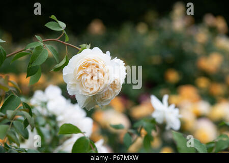 Rosa 'Lichfield Angel'/Ausrelate. Englisch Strauch Rose' Lichfield Angel' Stockfoto