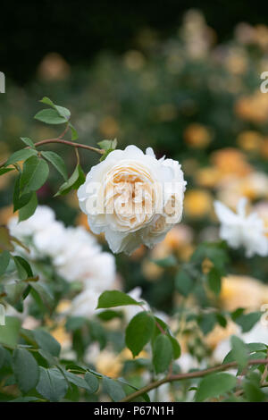 Rosa 'Lichfield Angel'/Ausrelate. Englisch Strauch Rose' Lichfield Angel' Stockfoto