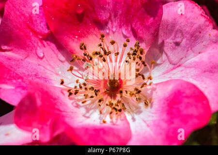 Schließen Sie bis zu einem Rundum-sorglos-spirit Rose Stockfoto