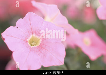 Bis zu schließen. zarten rosa Petunien Blume auf unscharfen Hintergrund Stockfoto