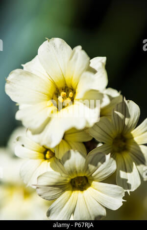 Gelbe Mexikanische satin Blume (Sisyrinchium striatum) Stockfoto