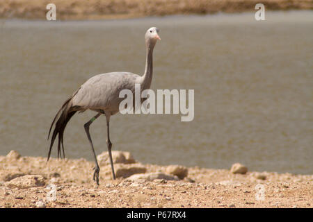 Gefährdete Blue Crane - anthropoides Paradiseus - durch Wasserloch im Etosha National Park. Stockfoto