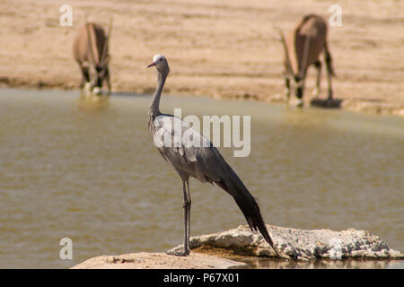 Gefährdete Blue Crane - anthropoides Paradiseus - durch Wasserloch im Etosha National Park. Stockfoto