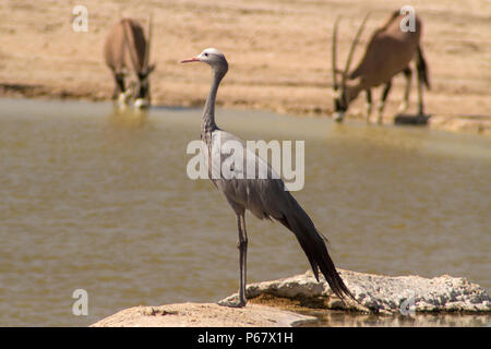 Gefährdete Blue Crane - anthropoides Paradiseus - durch Wasserloch im Etosha National Park. Stockfoto