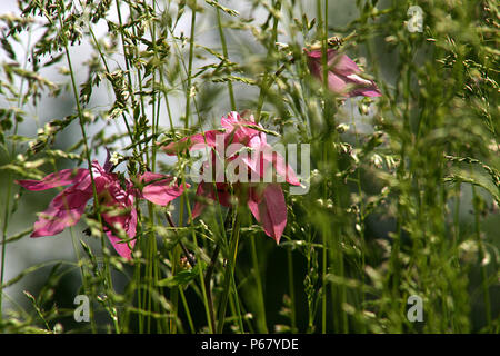 Rosa Columbine Blumen Stockfoto