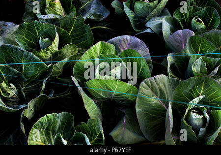 Organische Kopfkohl, Norfolk, England. Stockfoto