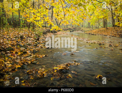 Sawmill Creek fließt sanft durch die herbstlandschaft am Schwarzen Rebhuhn Naturschutzgebiet, Cook County, Illinois. Stockfoto