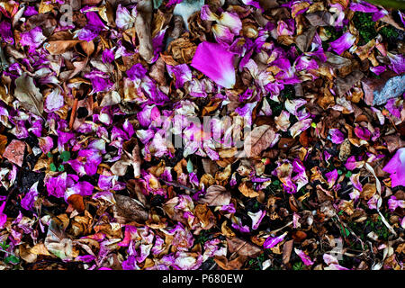 Rosenblätter, Norfolk, England. Stockfoto
