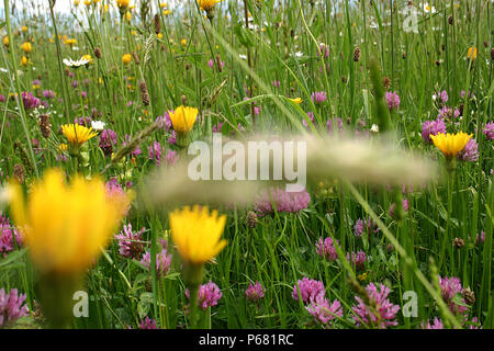 Schöne Wildblumen und Gräser Wiese Stockfoto