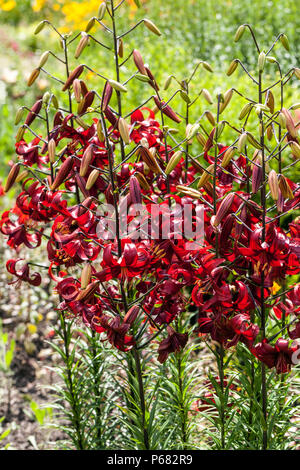 Asiatische Lilie Lilium 'Red Velvet' Lilien Rote Lilie Asiatische Lilien Sommer Border Garten Blumenbett blühende Blumen blühende wachsende Pflanzen Juni Rot Stockfoto