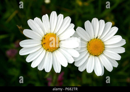 Zwei Margeriten Stockfoto