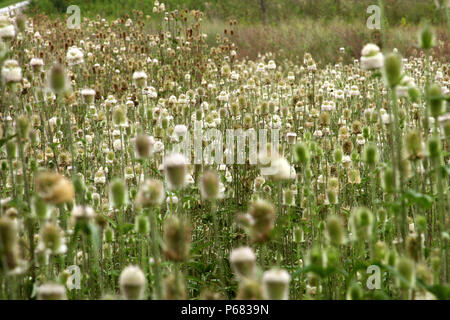 Karde in Feld (Dispacus Laciniatus) Stockfoto