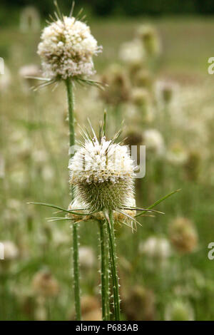 Karde in Feld (Dispacus Laciniatus) Stockfoto