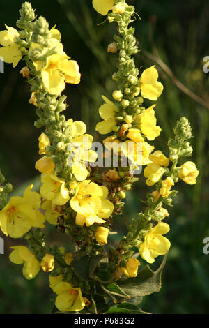 Molène densiflorum in voller Blüte Stockfoto