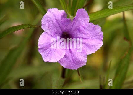 Moostierchenart (Mexikanische Petunia) Stockfoto