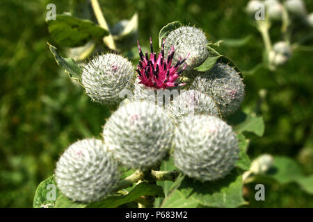 In der Nähe von Blumen und Blüten sowie deren Knospen, die Klette Stockfoto