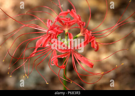 Red Spider Lily (Lycoris radiata) Stockfoto