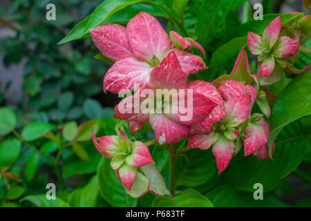 Red Desert Rose Blume Stockfoto