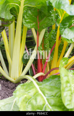 Beta vulgaris vulgaris subsp. Mangold wächst im Garten. Stockfoto