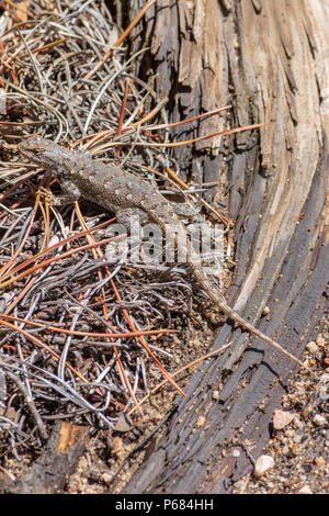 Plateau Lizard (Sceloporus undulatus) ruht auf Tannennadeln, Castle Rock Colorado USA. Stockfoto