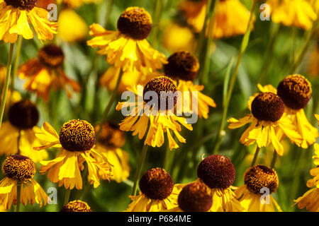 Sneezeweed, Helenium 'Fata morgana' Stockfoto