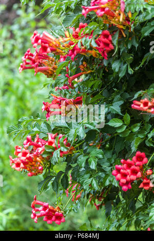 Trompete Kriecher Trompete Rebe Campsis radicans Klettern Campsis blühender Kriecher Red Flowers Garten Weeping Sträucher Zweige überhängende Pflanzen Sommer Stockfoto