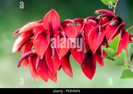 Cockspur-Korallenbaum, weinendes Baby, Erythrina crista-gallii, Baum rote Blume Stockfoto